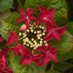 Hydrangea macro Rotschwanz